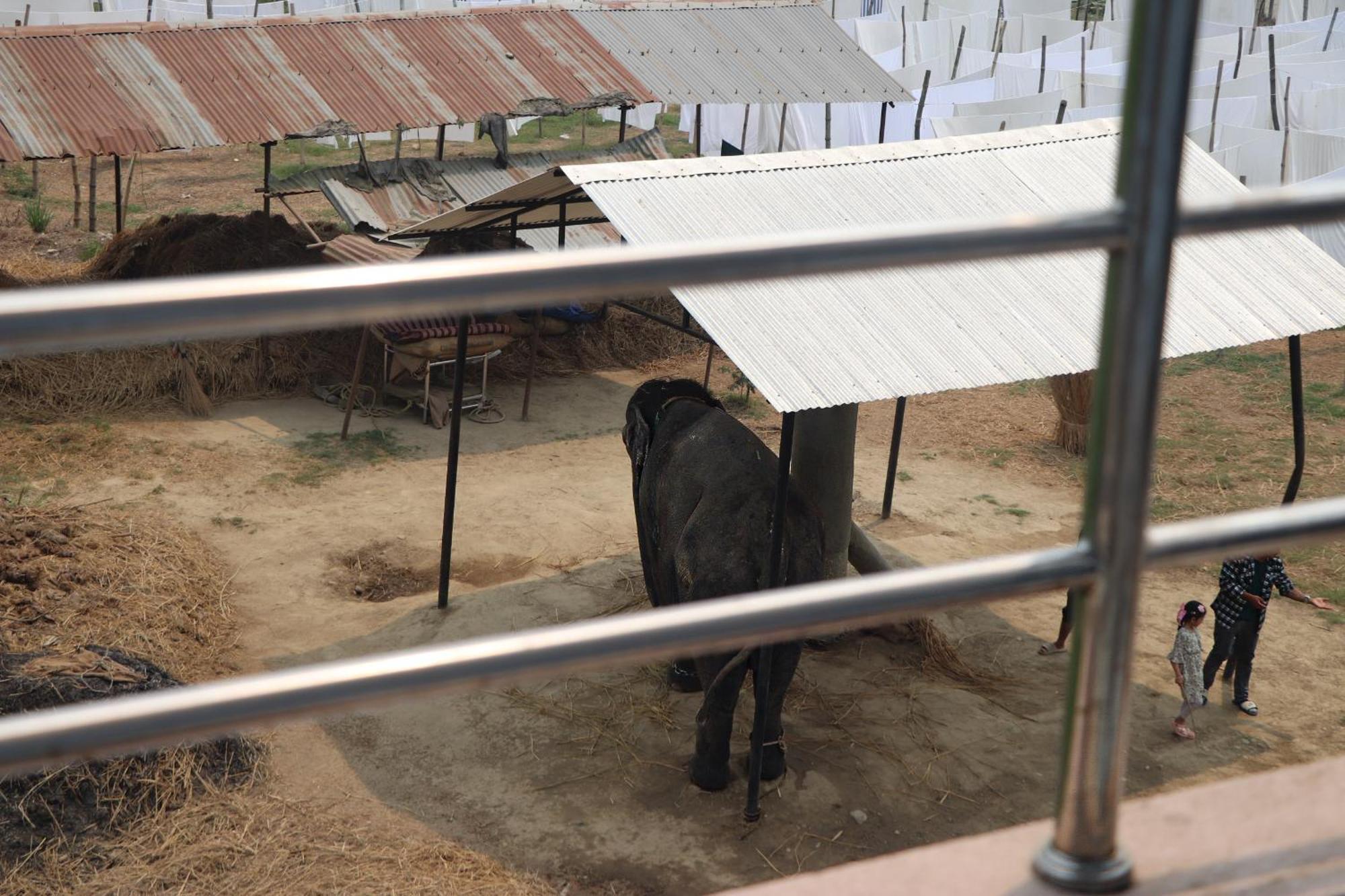 Hotel Flycatcher Chitwan- A Jungle Safari Home Sauraha Exterior photo
